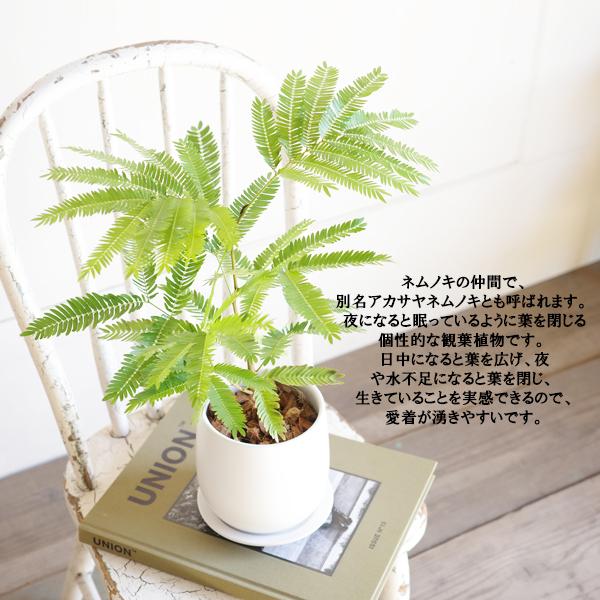 エバーフレッシュ ホワイト陶器鉢植え 観葉植物 送料無料 中型 本物