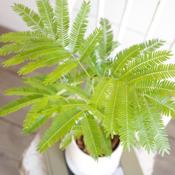 エバーフレッシュ ホワイト陶器鉢植え 観葉植物 送料無料 中型 本物