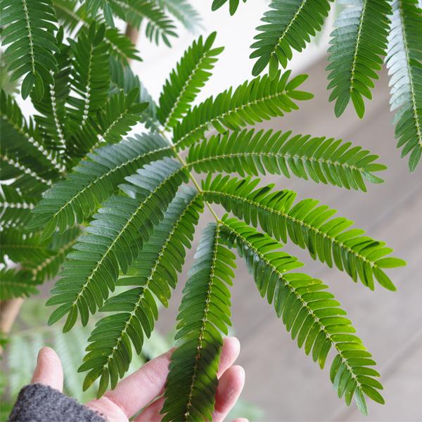 エバーフレッシュ S字樹形 ブラックセラアート鉢植え 観葉植物 送料