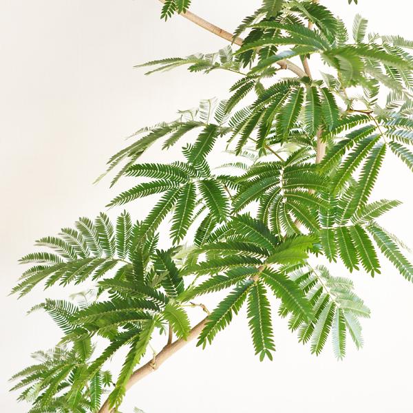 エバーフレッシュ S字樹形 ブラックセラアート鉢植え 観葉植物 送料