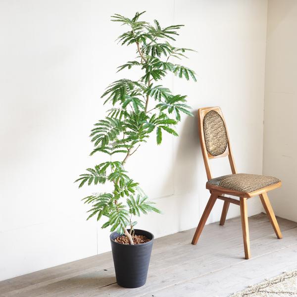 エバーフレッシュ S字樹形 ブラックセラアート鉢植え 観葉植物 送料