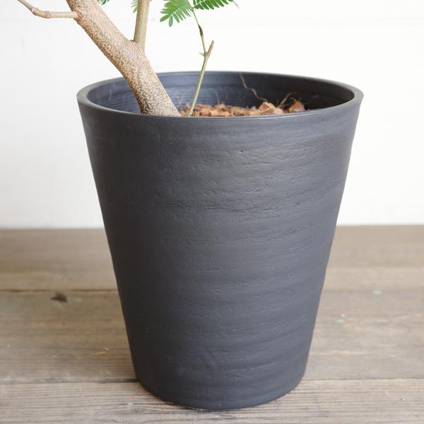 エバーフレッシュ（ネムノキ） 黒色 セラアート鉢 鉢植え 観葉植物 Amazon｜エバーフレッシュ 観葉植物 ブラックセラアート鉢植え