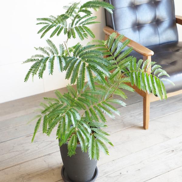 【レア入荷　超特大　美形】ネムノキ　エバーフレッシュ 000000131271-03-l.jpg?t=