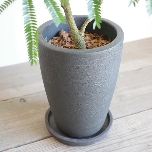 ネムの木　エバーフレッシュ　大型　鉢付き ネムノキ・エバーフレッシュ 7号鉢 観葉植物と植木鉢の専門店