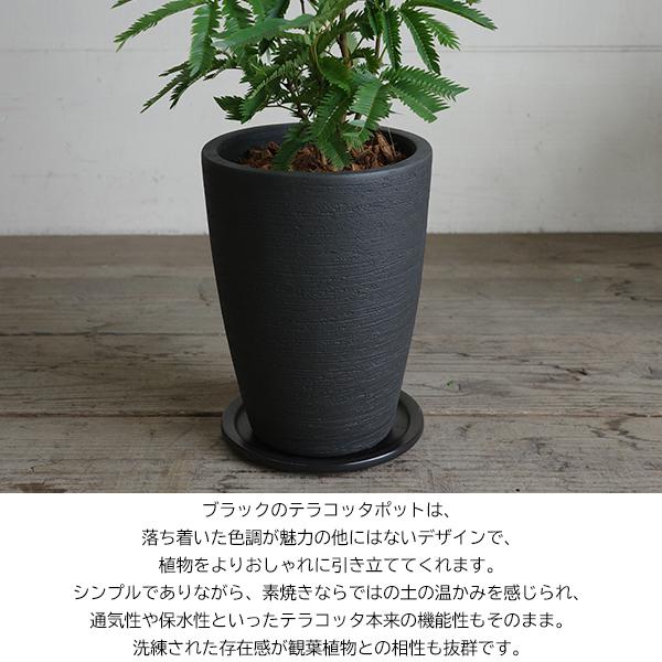 ネムの木　エバーフレッシュ　大型　鉢付き ネムの木 エバーフレッシュ 大型 鉢付き ネムの木エバーフレッシュ大型