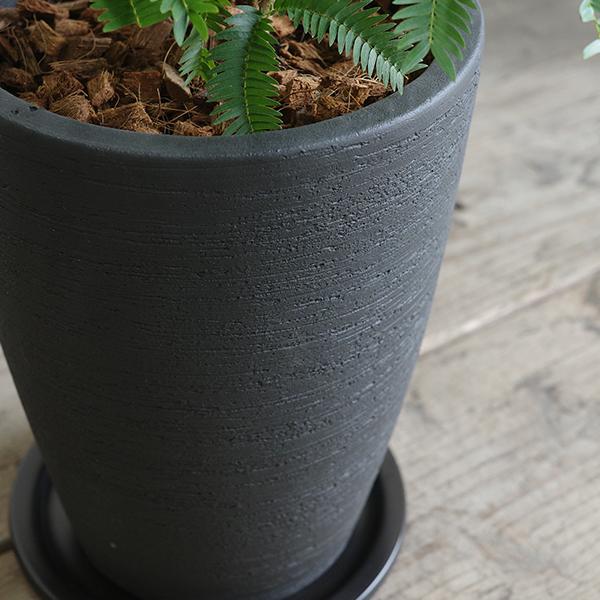 ネムの木　エバーフレッシュ　大型　鉢付き ネムの木 エバーフレッシュ 大型 鉢付き ネムの木エバーフレッシュ大型