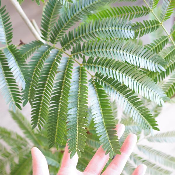 エバーフレッシュ ブラックテラコッタポット植え 観葉植物 送料