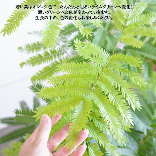エバーフレッシュ　夜は眠るねむの木　ホワイトテラコッタ鉢植え　観葉植物 エバーフレッシュ」の人気商品一覧 | 安い商品を通販サイトから