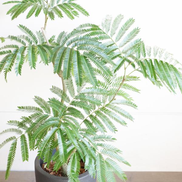 エバーフレッシュ　夜は眠るねむの木　ホワイトテラコッタ鉢植え　観葉植物 エバーフレッシュ 夜は眠るねむの木 ホワイトテラコッタ鉢植え