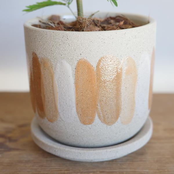 ネムの木　エバーフレッシュ　鉢皿付き　種付き ネムの木 エバーフレッシュ 曲がり 8寸 鉢皿付き 高さ約130㎝