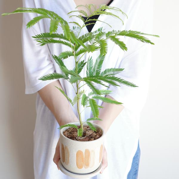 エバーフレッシュ 陶器鉢植え 観葉植物 送料無料 中型 小型 本物