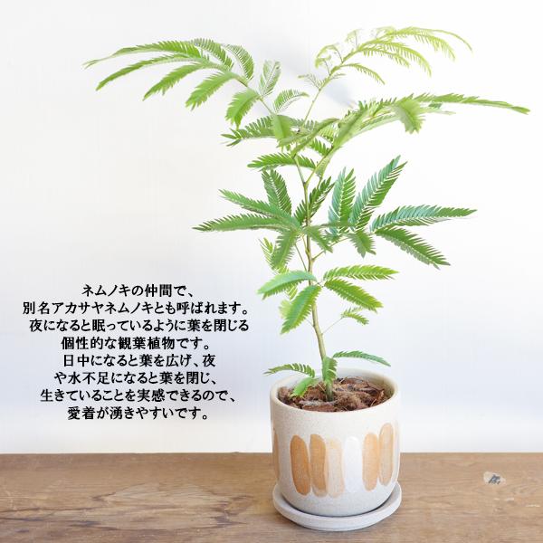 エバーフレッシュ 陶器鉢植え 観葉植物 送料無料 中型 小型 本物