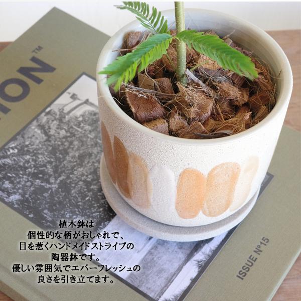 エバーフレッシュ 陶器鉢植え 観葉植物 送料無料 中型 小型 本物