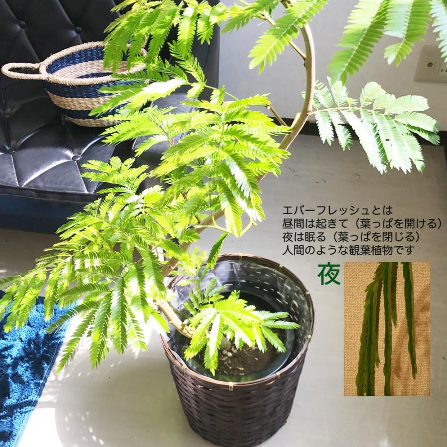 エバーフレッシュ ネムノキ 鉢カバー付 観葉植物 送料無料 中型 大型 Ever8 観葉植物のパーフェクトグリーン 通販 Yahoo ショッピング