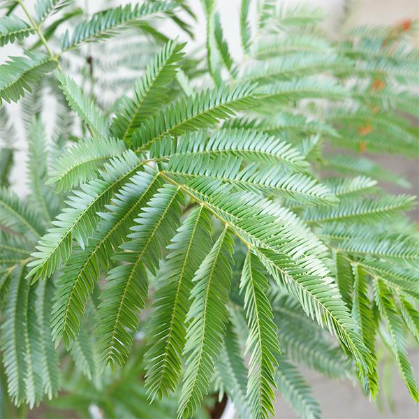 エバーフレッシュ ホワイトセラアート鉢植え 観葉植物 送料無料 大型