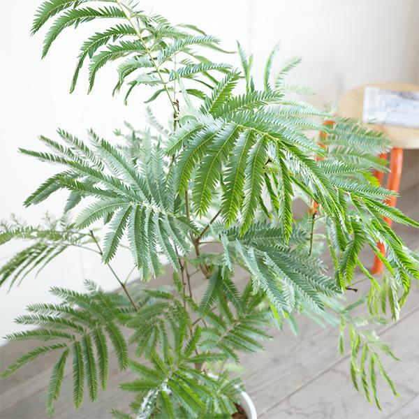 エバーフレッシュ ホワイトセラアート鉢植え 観葉植物 送料無料 大型