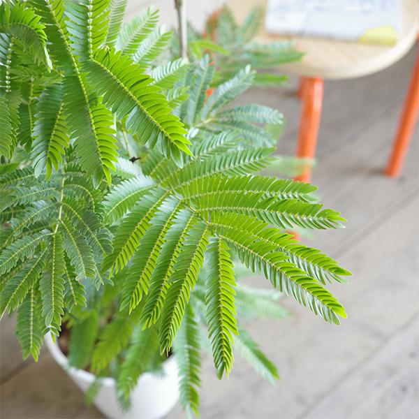 エバーフレッシュ ホワイトセラアート鉢植え 観葉植物 送料無料 大型