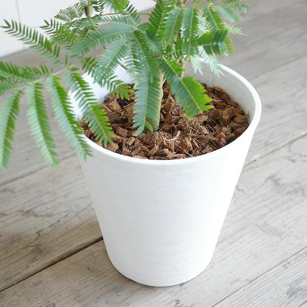 観葉植物 エバーフレッシュ ねむの木 ネムノキ 曲がり 8号白