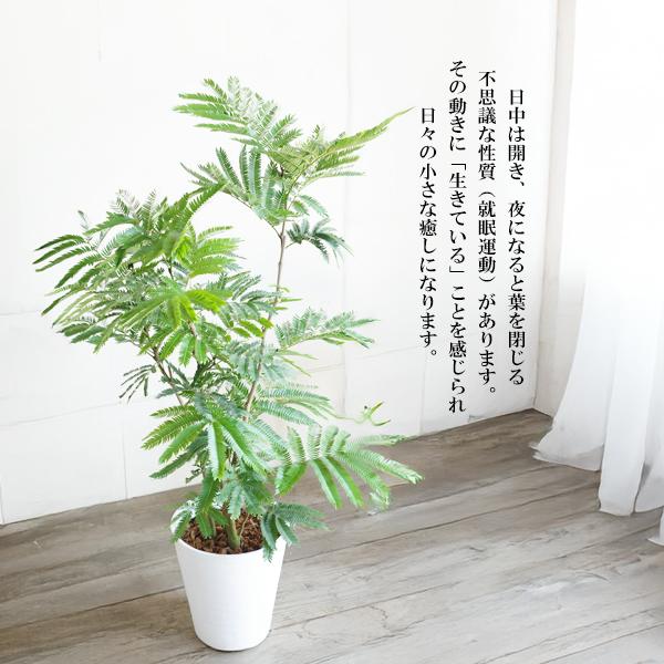 エバーフレッシュ ホワイトセラアート鉢植え 観葉植物 送料無料 大型