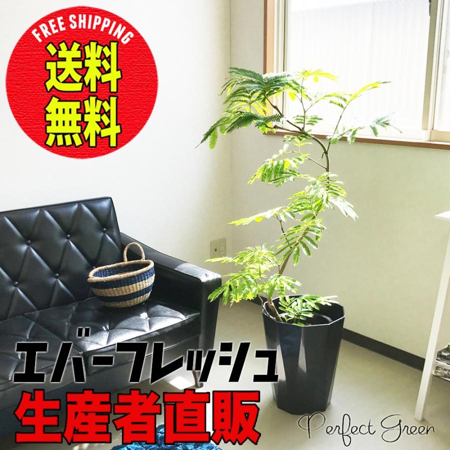 エバーフレッシュ ネムノキ スタイリッシュな黒色鉢カバー付き 観葉植物 送料無料 中型 大型 Ever8pb 観葉植物のパーフェクトグリーン 通販 Yahoo ショッピング