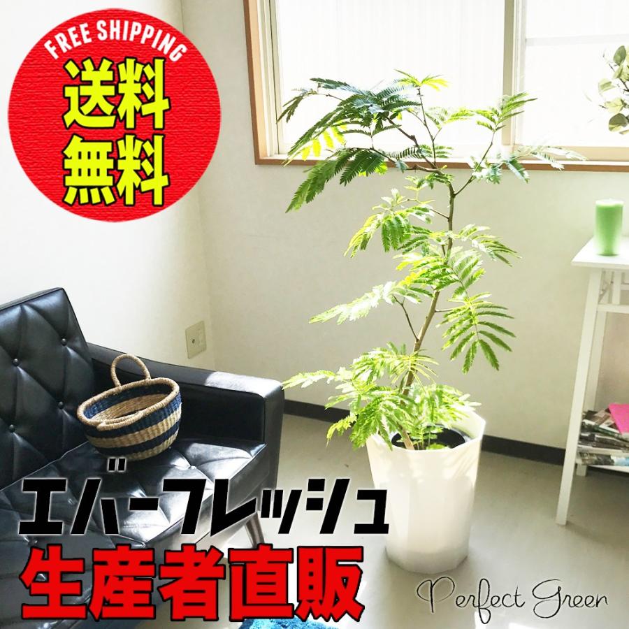 エバーフレッシュ ネムノキ スタイリッシュな白色鉢カバー付き 観葉植物 送料無料 中型 大型 Ever8pw 観葉植物のパーフェクトグリーン 通販 Yahoo ショッピング