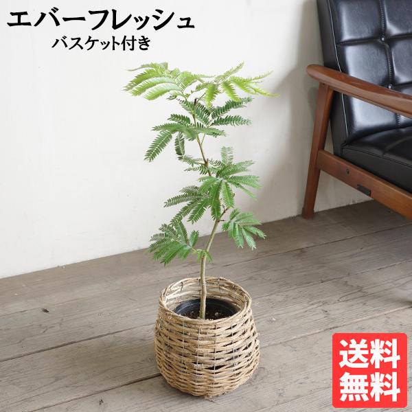 エバーフレッシュ S字樹形 自然素材バスケット付き 観葉植物 送料無料 中型 ネムノキ ねむの木 即日出荷 | 