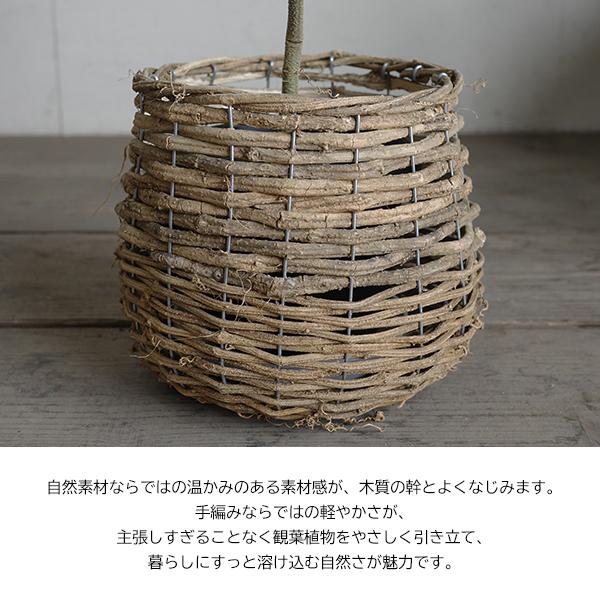 エバーフレッシュ S字樹形 自然素材バスケット付き 観葉植物 送料無料