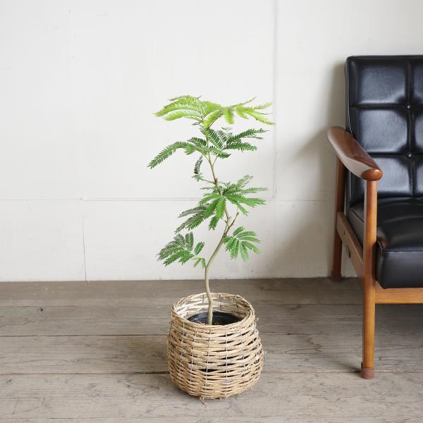 エバーフレッシュ S字樹形 自然素材バスケット付き 観葉植物 送料無料