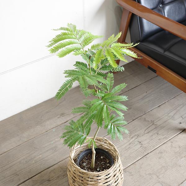 エバーフレッシュ S字樹形 自然素材バスケット付き 観葉植物 送料無料
