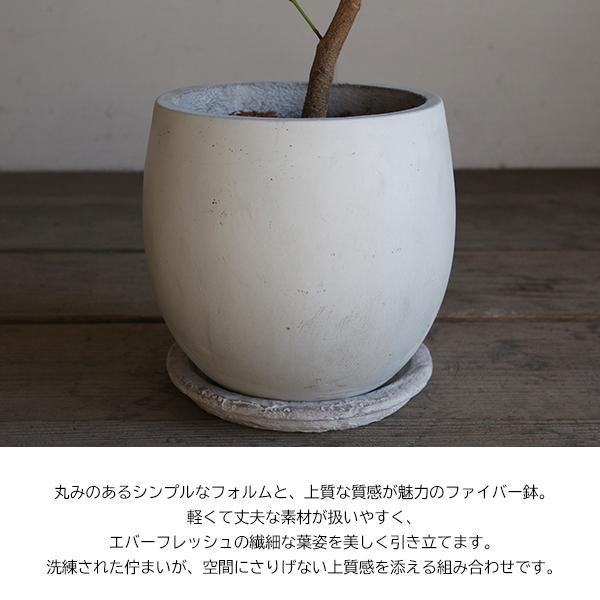 エバーフレッシュ 丸型ファイバー鉢植え ホワイト 観葉植物 送料無料
