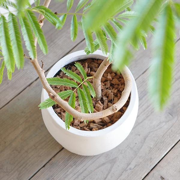 エバーフレッシュ 丸型ファイバー鉢植え ホワイト 観葉植物 送料無料