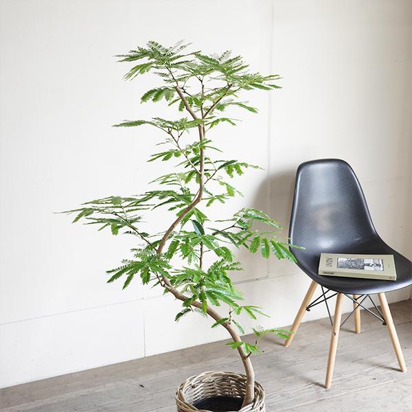 エバーフレッシュ カーブ樹形 ラタン調バスケット付き 観葉植物 送料