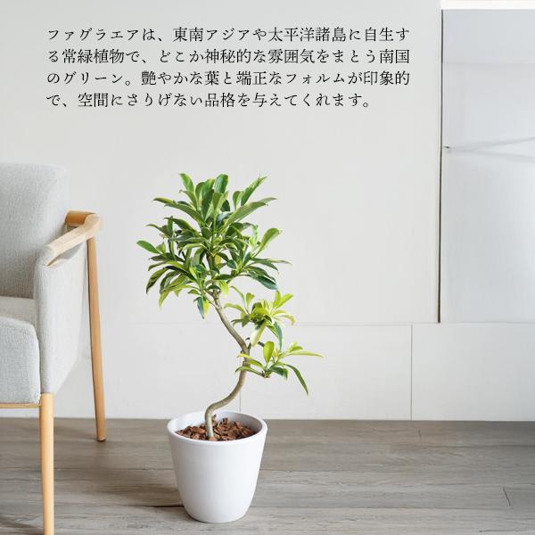 ファグラエア バリエガータ 斑入りS字樹形 ボタニープランター植え