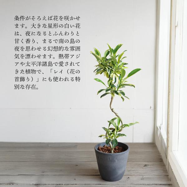 ファグラエア バリエガータ 斑入りS字樹形 ボタニープランター植え