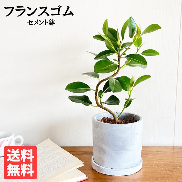 フランスゴム 美カーブ樹形 アッシュグレーセメント鉢植え 観葉植物