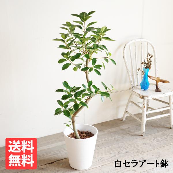 早割クーポン フランスゴム S字仕立て フランスゴムの木 フィカスルビギノーサ ループ樹形 観葉植物 ホワイトセラアート鉢 送料無料 即日出荷 全品送料無料 Www Maxipiso Com Ar