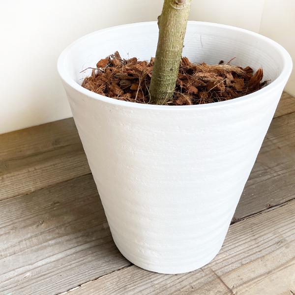 早割クーポン フランスゴム S字仕立て フランスゴムの木 フィカスルビギノーサ ループ樹形 観葉植物 ホワイトセラアート鉢 送料無料 即日出荷 全品送料無料 Www Maxipiso Com Ar