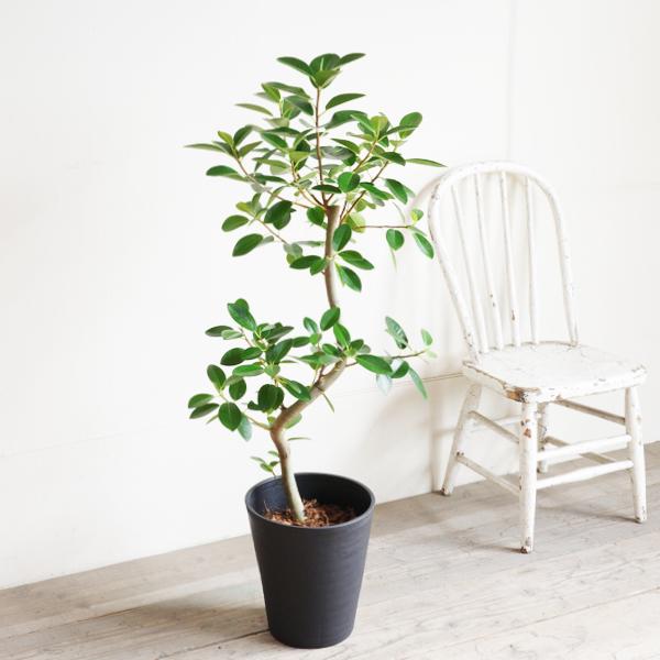 フランスゴム S字仕立て フランスゴムの木 フィカスルビギノーサ