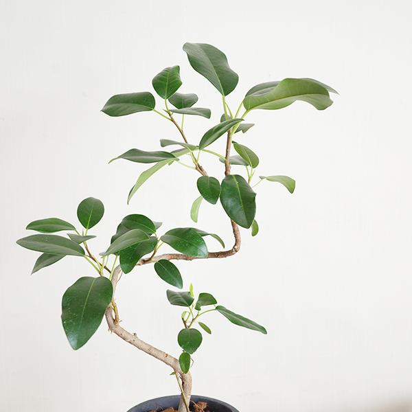 フランスゴム 美カーブ樹形 ブラック セメント鉢植え 観葉植物 中型