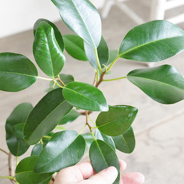 フランスゴム 美カーブ樹形 ブラック セメント鉢植え 観葉植物 中型