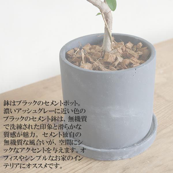フランスゴム 美カーブ樹形 ブラック セメント鉢植え 観葉植物 中型