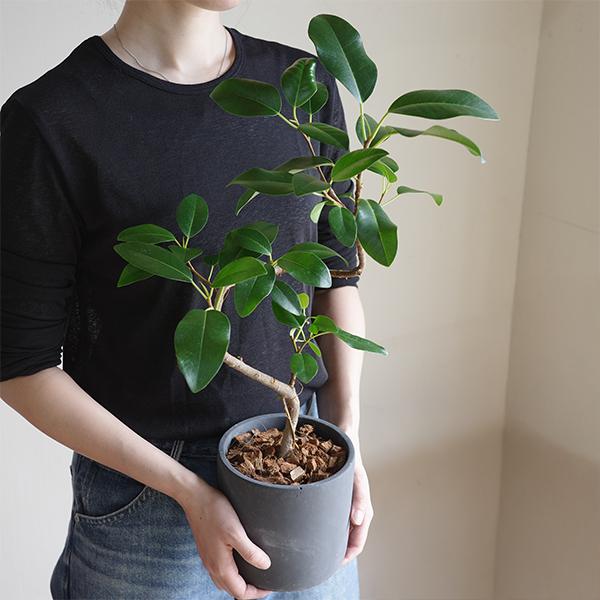 フランスゴム 美カーブ樹形 ブラック セメント鉢植え 観葉植物 中型