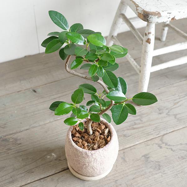 フランスゴム 美カーブ樹形 ピンクベージュ セメント鉢植え 観葉植物