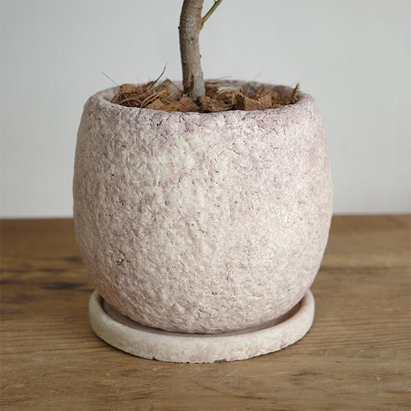 フランスゴム 美カーブ樹形 ピンクベージュ セメント鉢植え 観葉植物