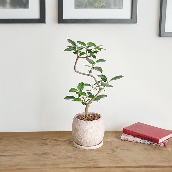 フランスゴム 美カーブ樹形 ピンクベージュ セメント鉢植え 観葉植物