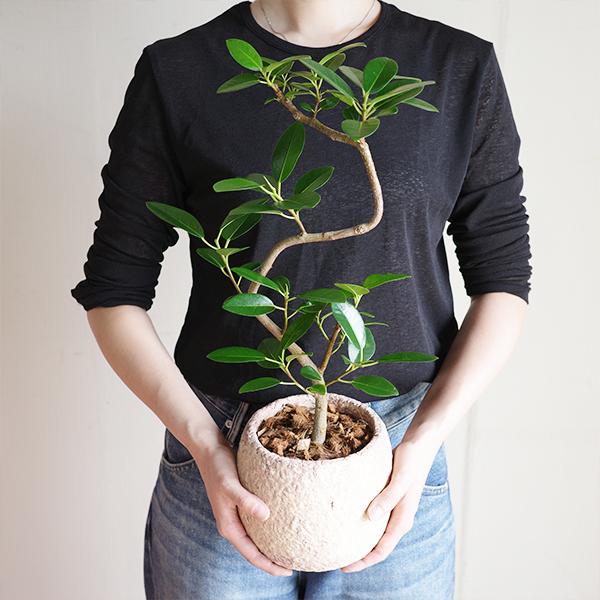フランスゴム 美カーブ樹形 ピンクベージュ セメント鉢植え 観葉植物