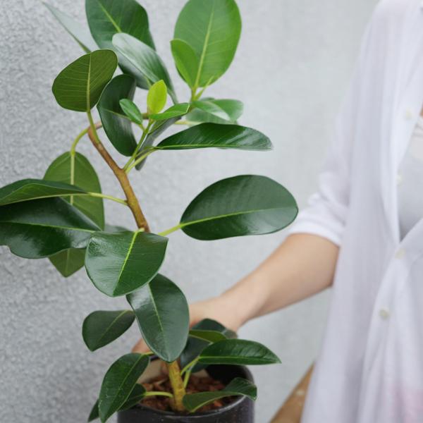 フランスゴム 美カーブ樹形 陶器鉢植え リッチブラック 観葉植物 中型 