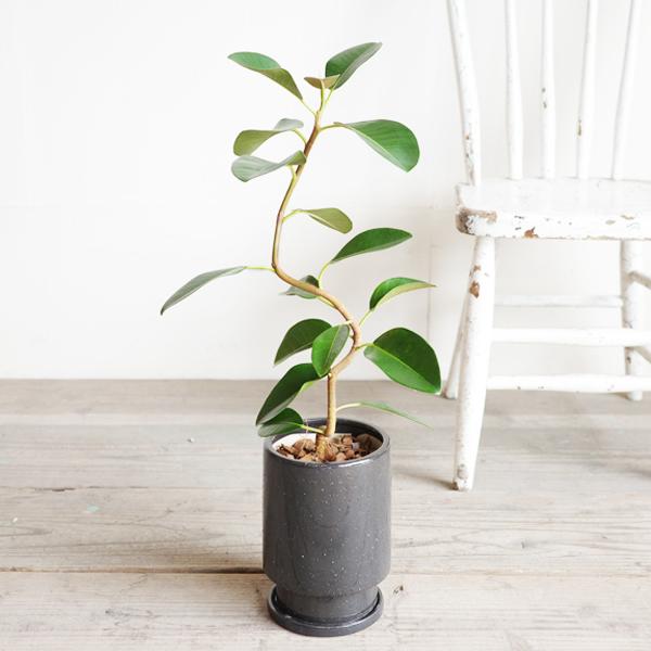 フランスゴム 美カーブ樹形 陶器鉢植え リッチブラック 観葉植物 中型 