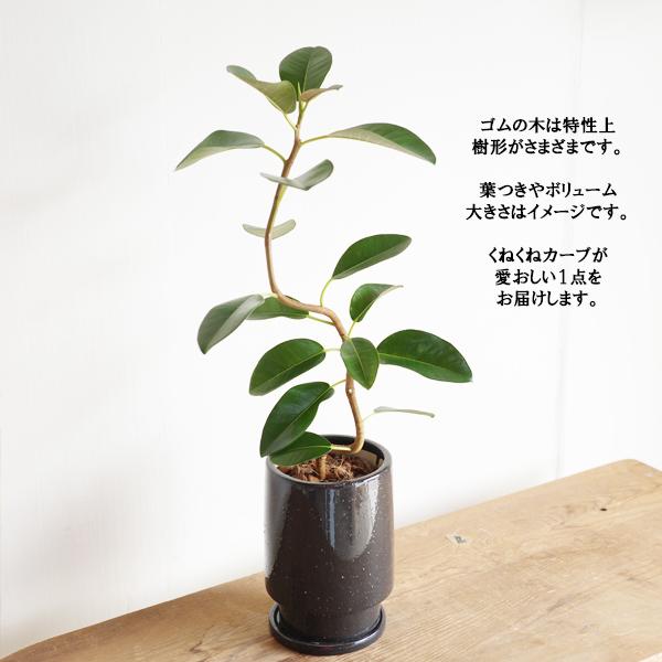 特大美形フランスゴムの木曲がり仕立て陶器鉢植え込み発送