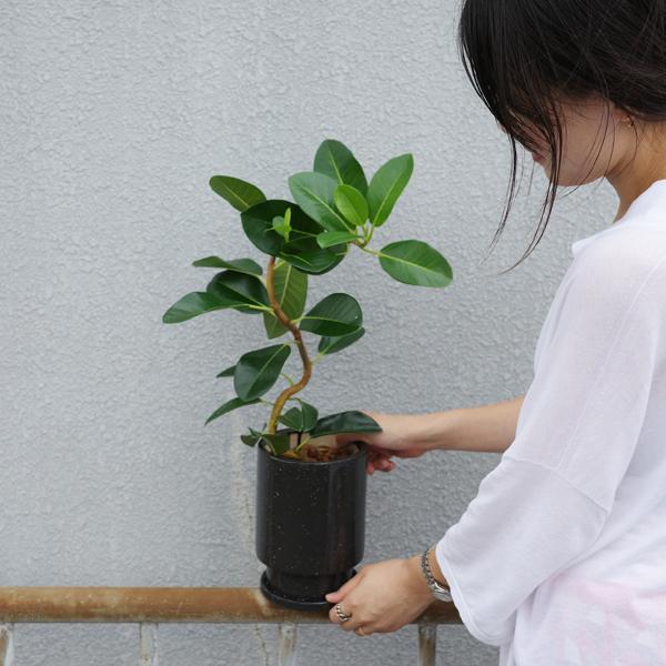 フランスゴム 美カーブ樹形 陶器鉢植え リッチブラック 観葉植物 中型 